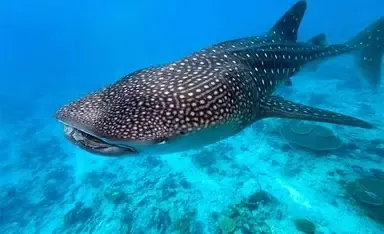 Whale Sharks Sighting - 8 Persons